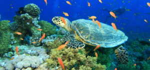 Turtle at Gabr El Bint, Dahab Boat trip