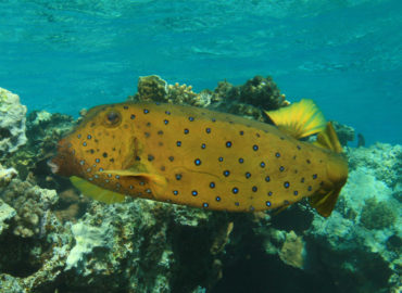 Boxfish at Golden Blocks Dahab Dive Site