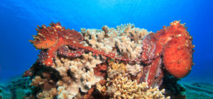 Octopus at Lighthouse Dahab
