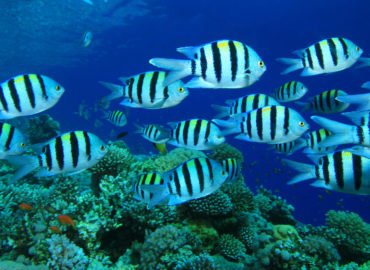 School of fish at Ricks Reef Dahab Dive Site