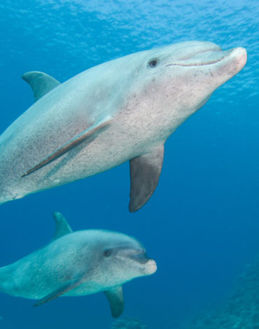 Dolphins at Dahab Dive Sites
